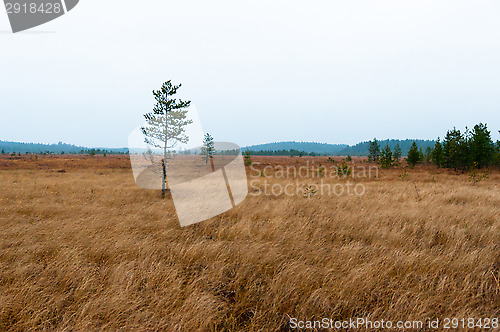 Image of Wetland