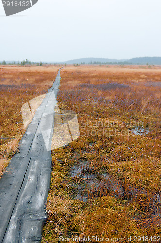 Image of Wetland