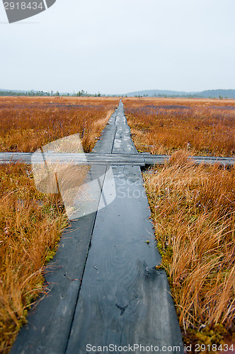 Image of Wetland