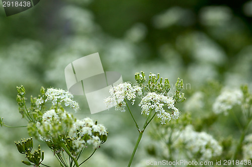 Image of Anthriscus sylvestris