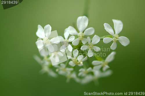 Image of Anthriscus sylvestris