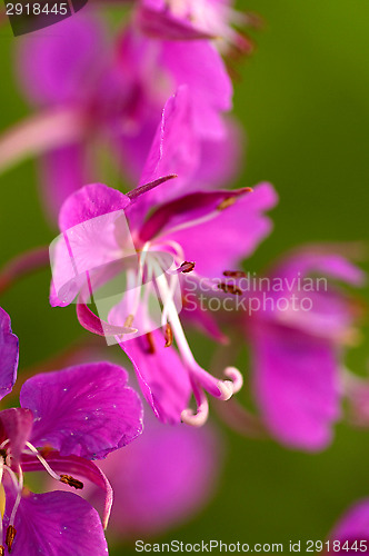 Image of Willowherb