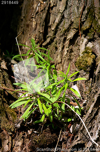 Image of Willowherb