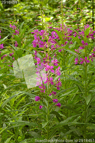 Image of Willowherb