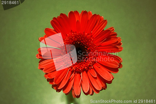 Image of Red flower