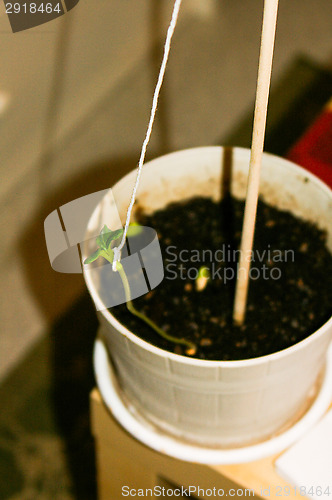 Image of Sprout