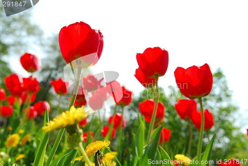 Image of Flower field