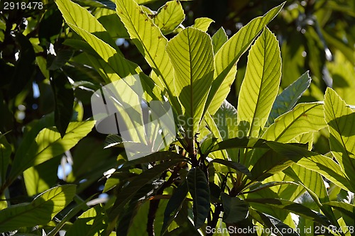 Image of Medlar leaves