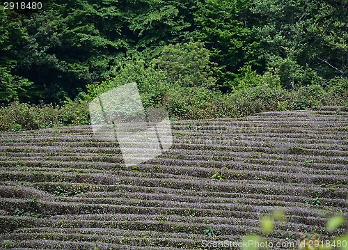 Image of Tea growing