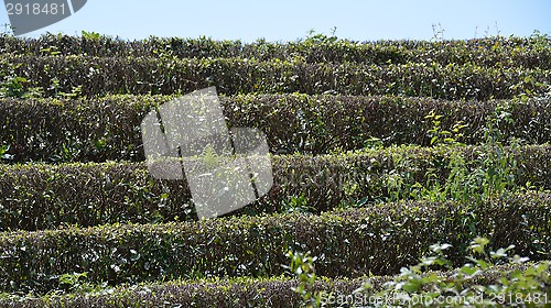 Image of Tea on the bushes