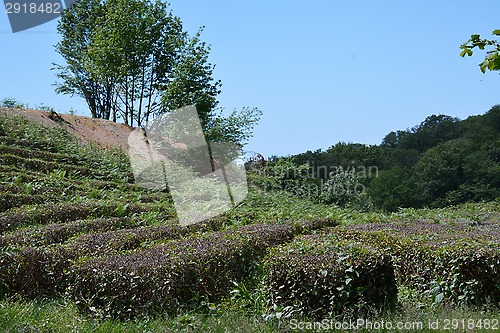 Image of Tea grows