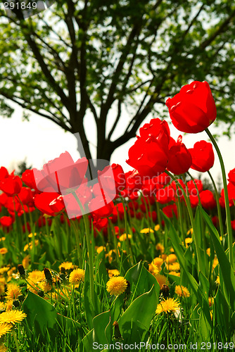 Image of Tulip flower field