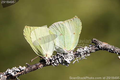 Image of butterfly