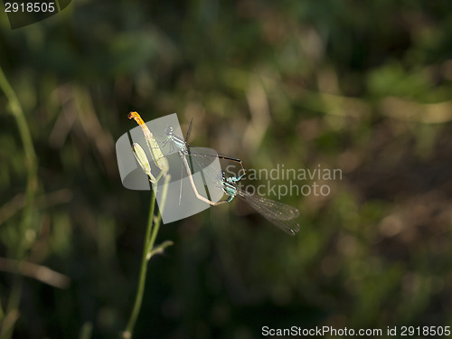 Image of Common Azure Damselfly