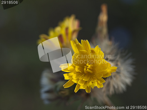 Image of Yellow chicory flower