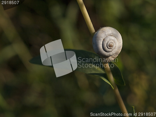 Image of Great ramshorn