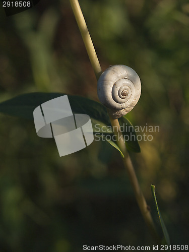 Image of Great ramshorn