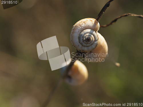 Image of Great ramshorn