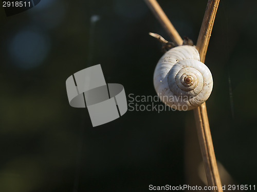 Image of Great ramshorn