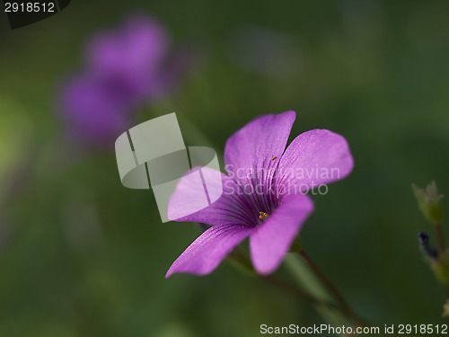 Image of Shamrock flower