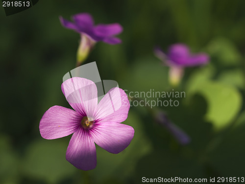 Image of Shamrock flowers