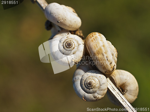 Image of Great ramshorn 