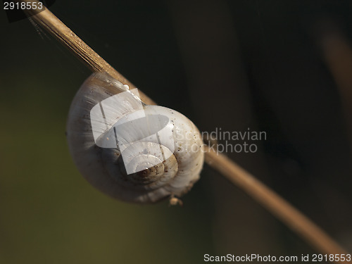 Image of Great ramshorn