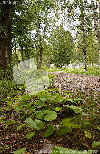 Image of Coltsfoot