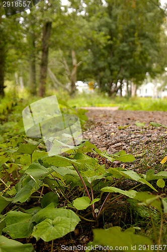 Image of Coltsfoot