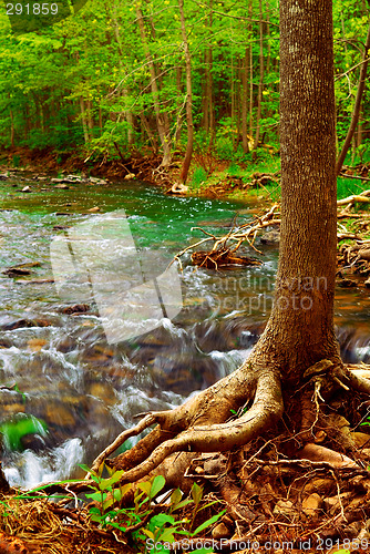 Image of Forest river