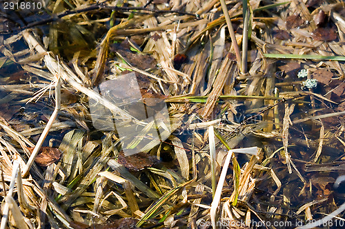 Image of Wetland