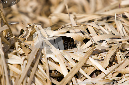Image of Nest