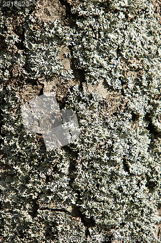 Image of Lichen