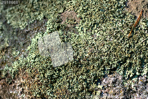 Image of Lichen