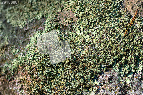 Image of Lichen