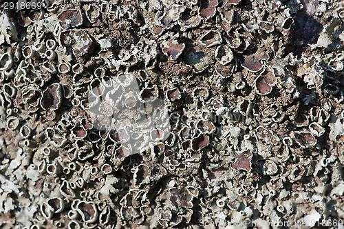 Image of Lichen