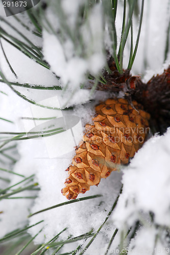 Image of Snowy pine cone