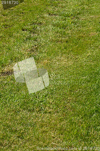 Image of Grass