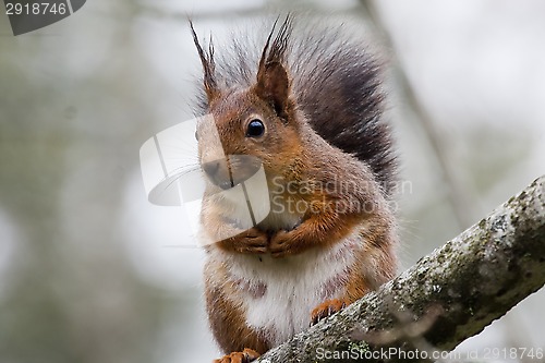 Image of squirrel in tree