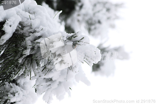 Image of Winter pine