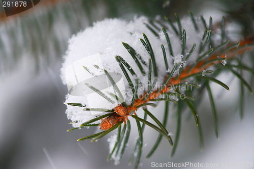 Image of Spruce branch with snow