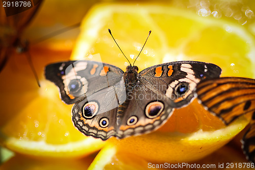 Image of Common Buckeye Junonia Coenia