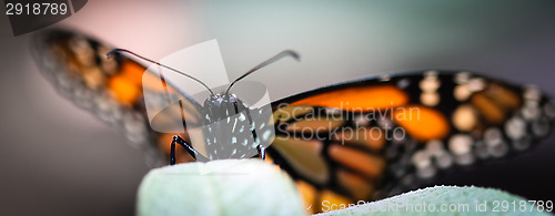 Image of Monarch Danaus Plexippus