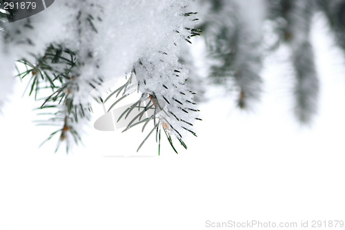 Image of Spruce branches with snow