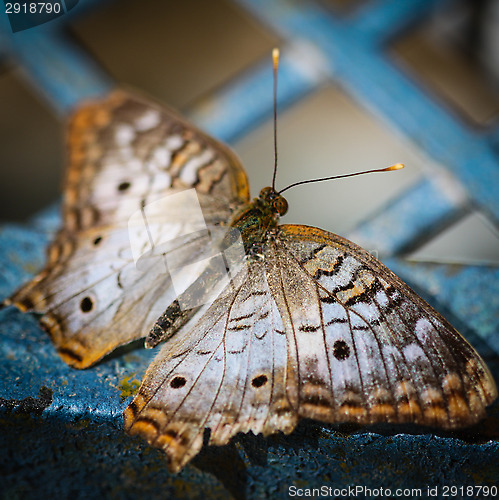 Image of White Peacock Anartia Jatrophae