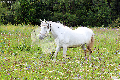 Image of Rural landscape with field of flowers and horse