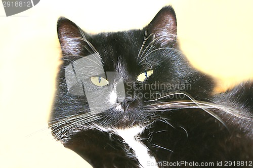 Image of black cat isolated on the white background