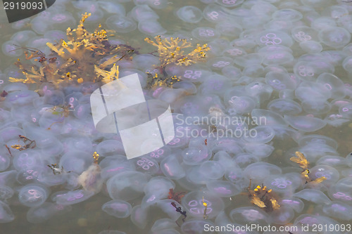 Image of Hugh amount of jellyfish