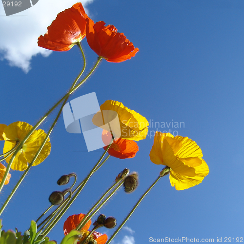 Image of poppy in the sun