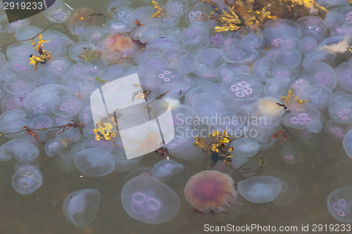 Image of Hugh amount of jellyfish